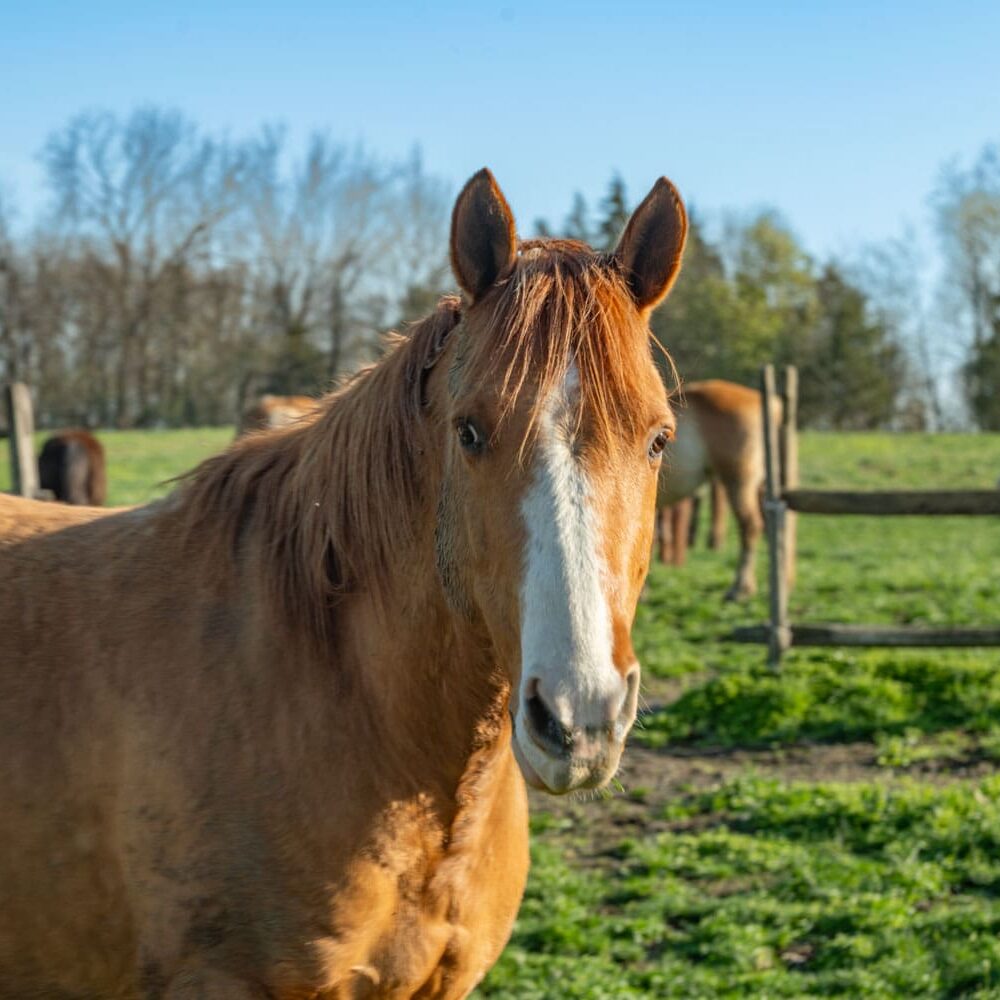 DSC_8626-Enhanced-NR